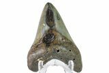 Bargain, Fossil Megalodon Tooth - North Carolina #153101-2